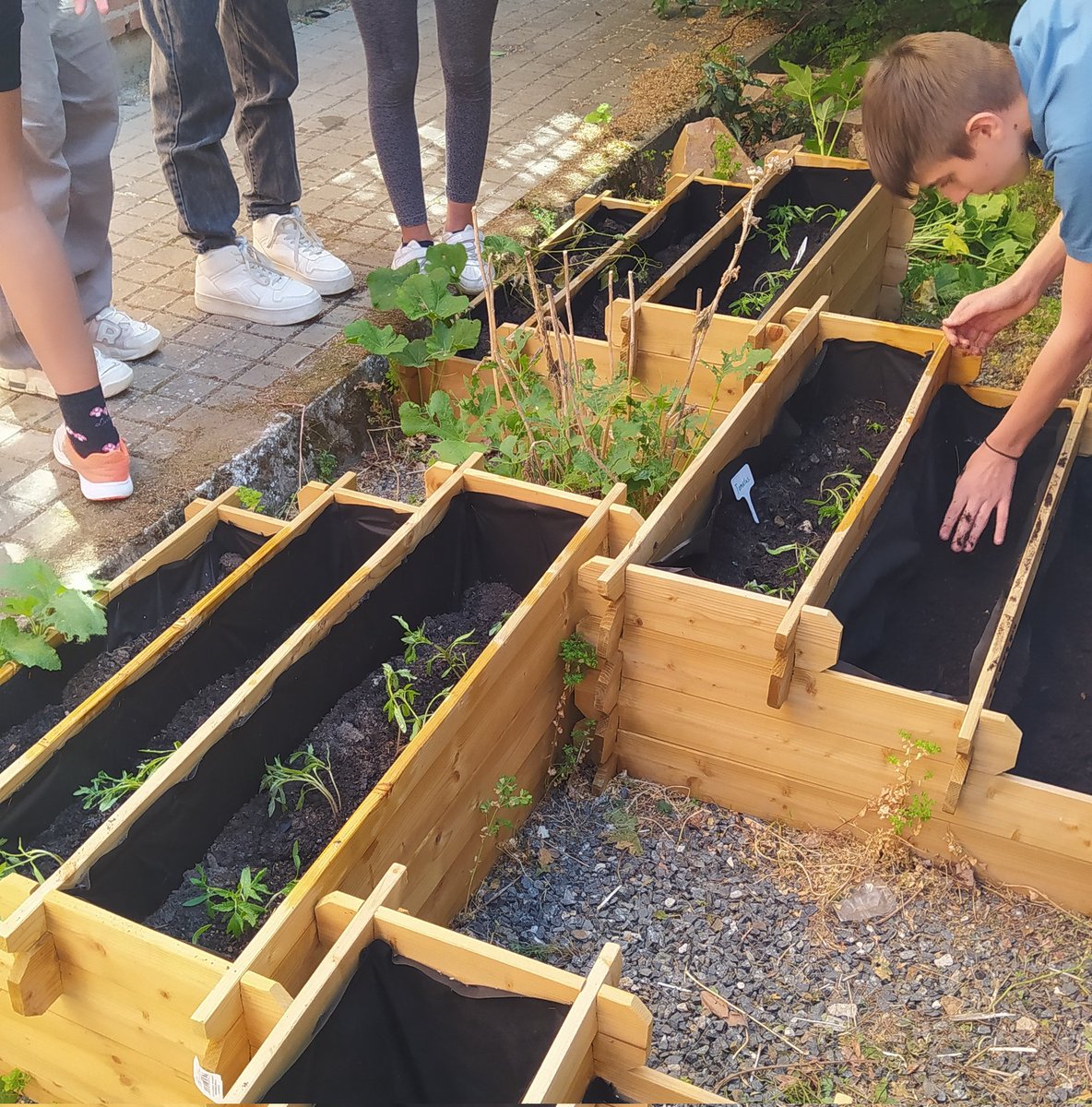 Twitsabel2's tweet photo. Ayer jueves, 1°A y 1°C terminaron de sacar los plantones a nuestro #huertisabel. 👩‍🌾👨‍🌾
Ahora esperemos que mayo y junio nos de un montón de ajos 🧄, acelgas, tomates 🍅, fresas🍓, judías 🫘 y perejil. https://t.co/VnoFP755M3