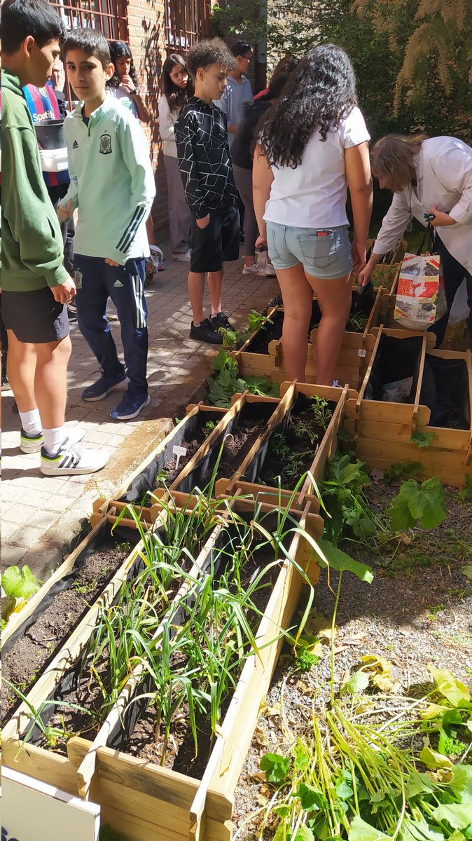 Twitsabel2's tweet photo. Ayer jueves, 1°A y 1°C terminaron de sacar los plantones a nuestro #huertisabel. 👩‍🌾👨‍🌾
Ahora esperemos que mayo y junio nos de un montón de ajos 🧄, acelgas, tomates 🍅, fresas🍓, judías 🫘 y perejil. https://t.co/VnoFP755M3