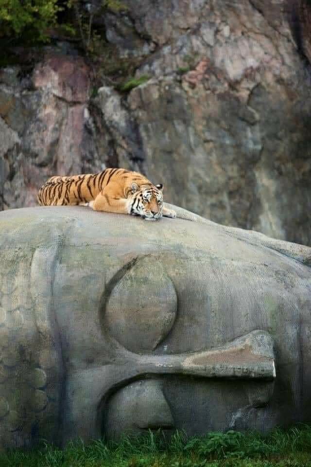 Lord of the universe with king of the jungle in a state of supreme bliss of Nirvana…

On Buddha Purnima may Lord Buddha always guide us on our life journey🙏🙏