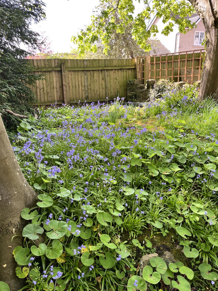 embrehz's tweet photo. Bluebells popping through where past residents tried to suppress! #gardening #letitgrow #hope https://t.co/bl3RKqxdFX