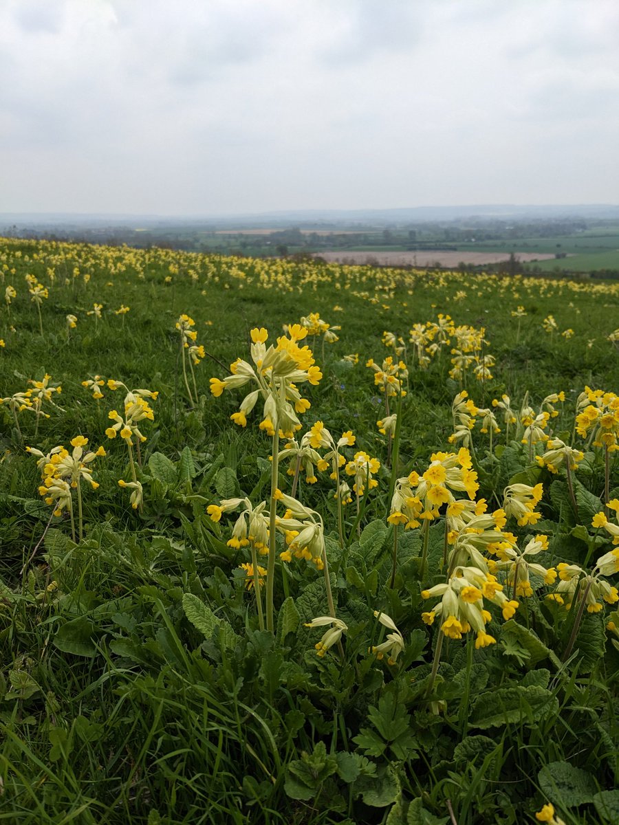 Last Monday at Wittenham Clumps was a grey day but there was sunshine on the grass. Wonderful cowslips #wildflowerhour