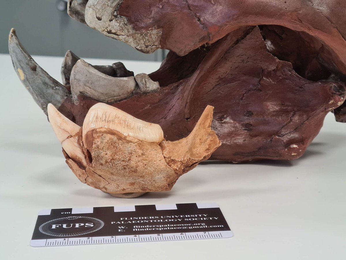 Behind many of our fossils is a tragedy. Nothing reminds you of this more than finding specimens like this #Thylacoleo carnifex  (likely pouch young) from #WellingtonCaves - Persephone (as we call her) waited 80,000 years to see the daylight again. 
#FossilFriday #megafauna