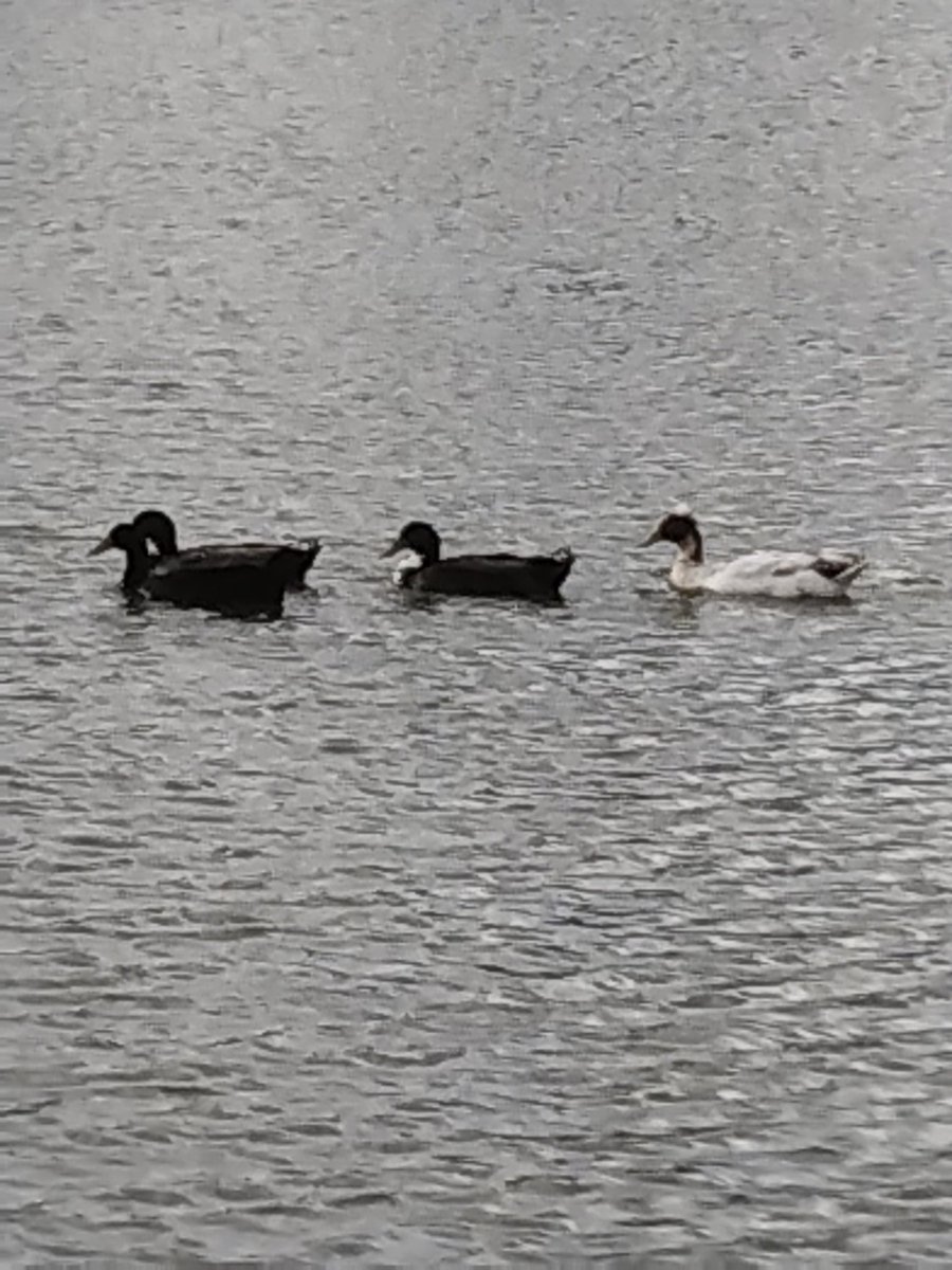 MARLA COWART tweet media