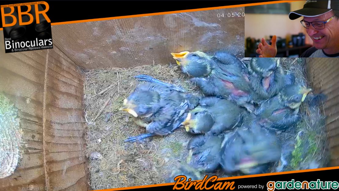 BestBinoReviews's tweet photo. Currently live streaming the BBR #Birdcam on Youtube - am also available to answer any questions if anyone is interested: https://t.co/puzORwoMXF
#livecam #wildlifecam #BBR #livebirdcam #streaming
@gardenature
#gardennature #nestboxcam #birdboxcamera #gardenbirds #birdlovers https://t.co/GvZRdrvOUv