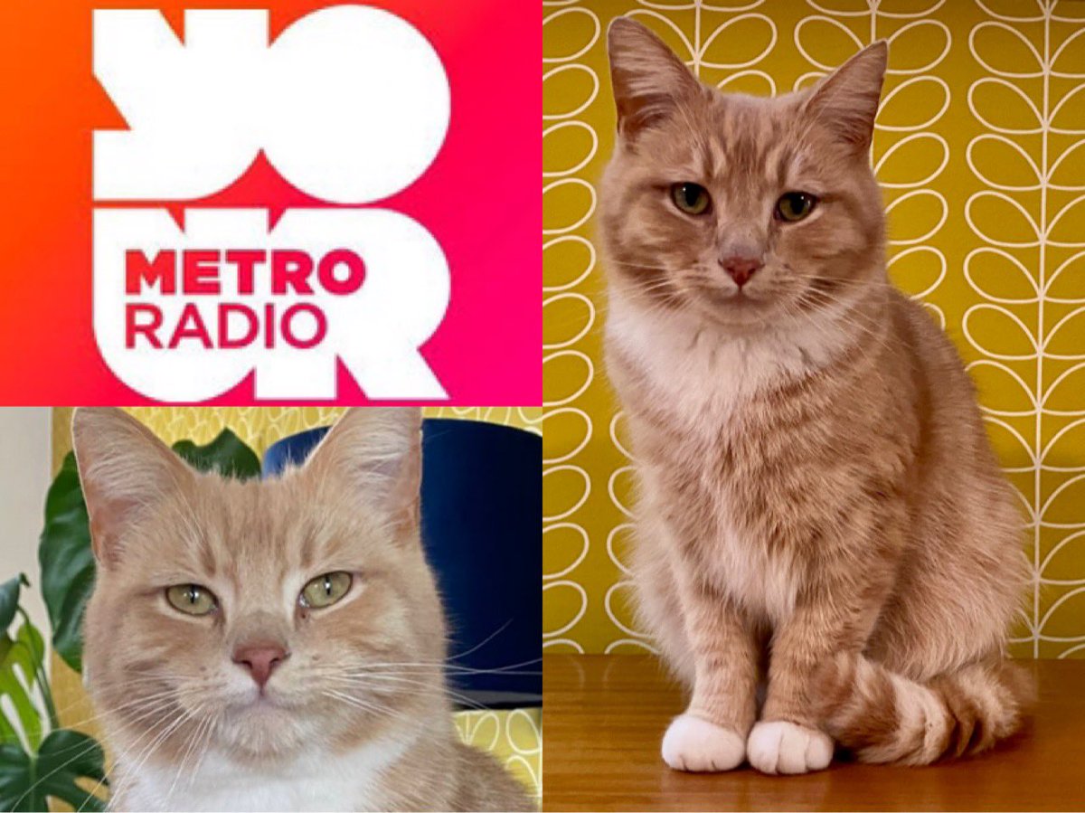 Purrrrent enjoyed his chat with Steve and Karen this morning on @TheSandK @metroradiouk about my life as a stray to the @CatsProtection final in July. Wishing everyone a pawsitive day 😻🧡😻🧡#catsprotection #adoptdontshop #CatsOfTwitter #CatsOnTwitter #metroradio