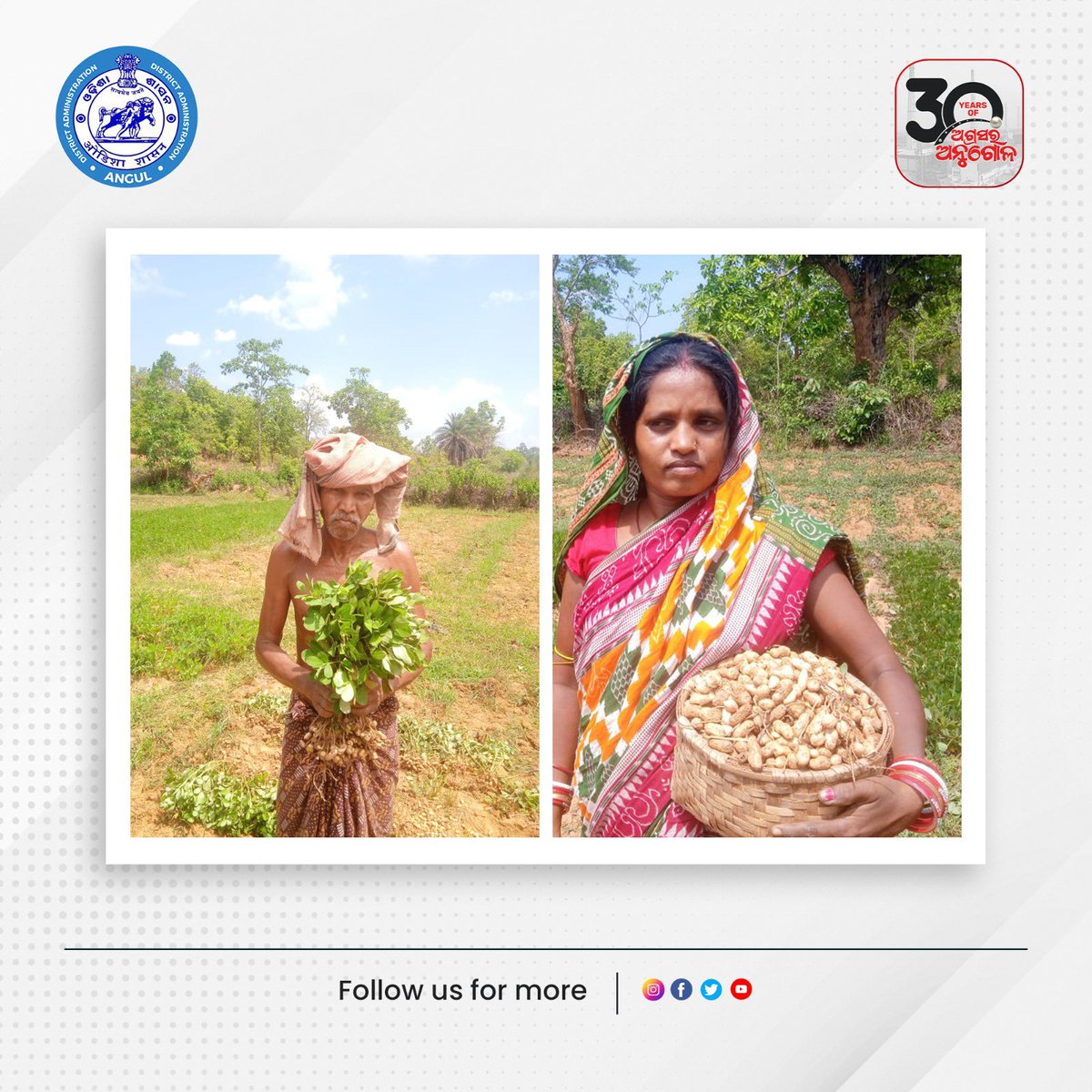 angul_dm's tweet photo. Groundnut harvesting by SHG members of Village:- Dalo of Saida GP under IFAD'S intervention done in others regular by OPELIP Odisha #PaudiBhuyanDevelopmentAgency #PBDA #Jamardihi #Pallahara #Angul for the FY-Rabi-2022-23. https://t.co/RCBLDICGyN