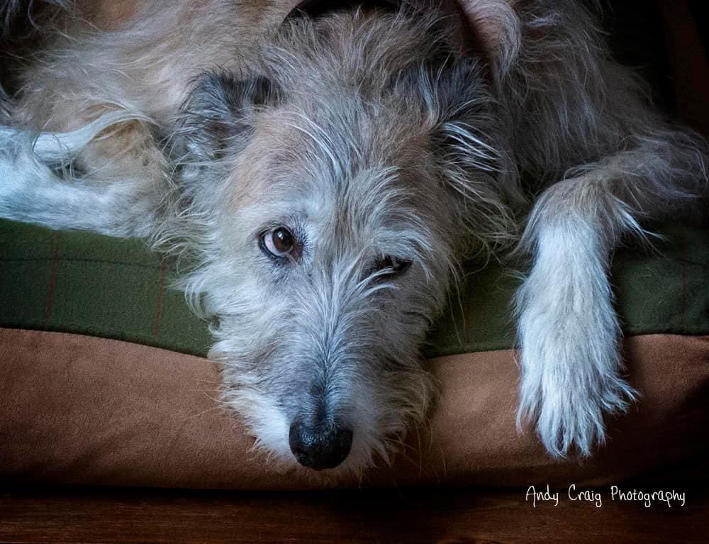 Happy My Birthday.  Lots of memories of a life well lived. 🐶❤️