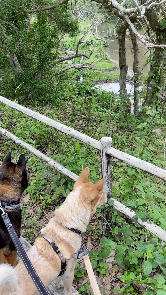 🐃 #flashbackfriday to #Easter when #Puppy_sht & #Po_sht were very fascinated by the local #waterbuffalos having a bath! 💦 💦 #waterbuffalo #hongkongmongrel #adoptdontshop #lantau #lantauisland #lantaubuffalo #bovinefriends #fbf