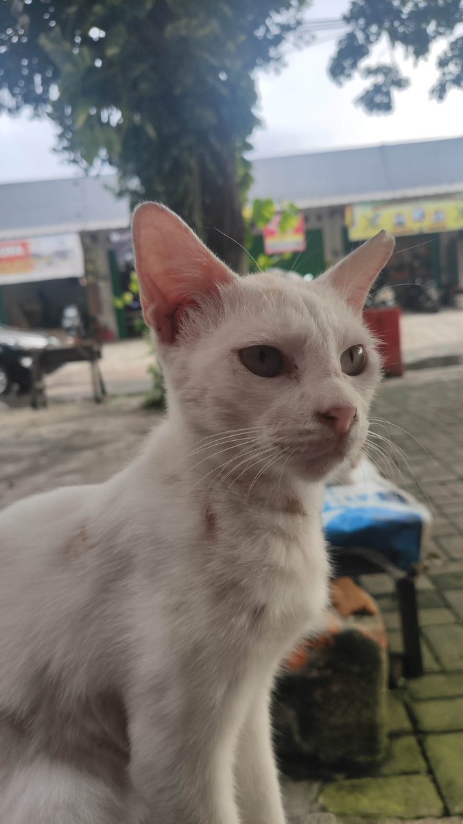 bulebelupol's tweet photo. [Kucing Hilang]
Nama : Belu
Ciri2 :
- Betina, 1.5th
- eartip kecil disebelah kiri
- warna putih dengan corak kuning di kepala dan badan
- ekor panjang dengan ujung bengkok
- terdapat beberapa luka karena jamur

Hilang sejak 4 Mei 2023, 17:07
Twitter do your magic https://t.co/kyzcDY06eb