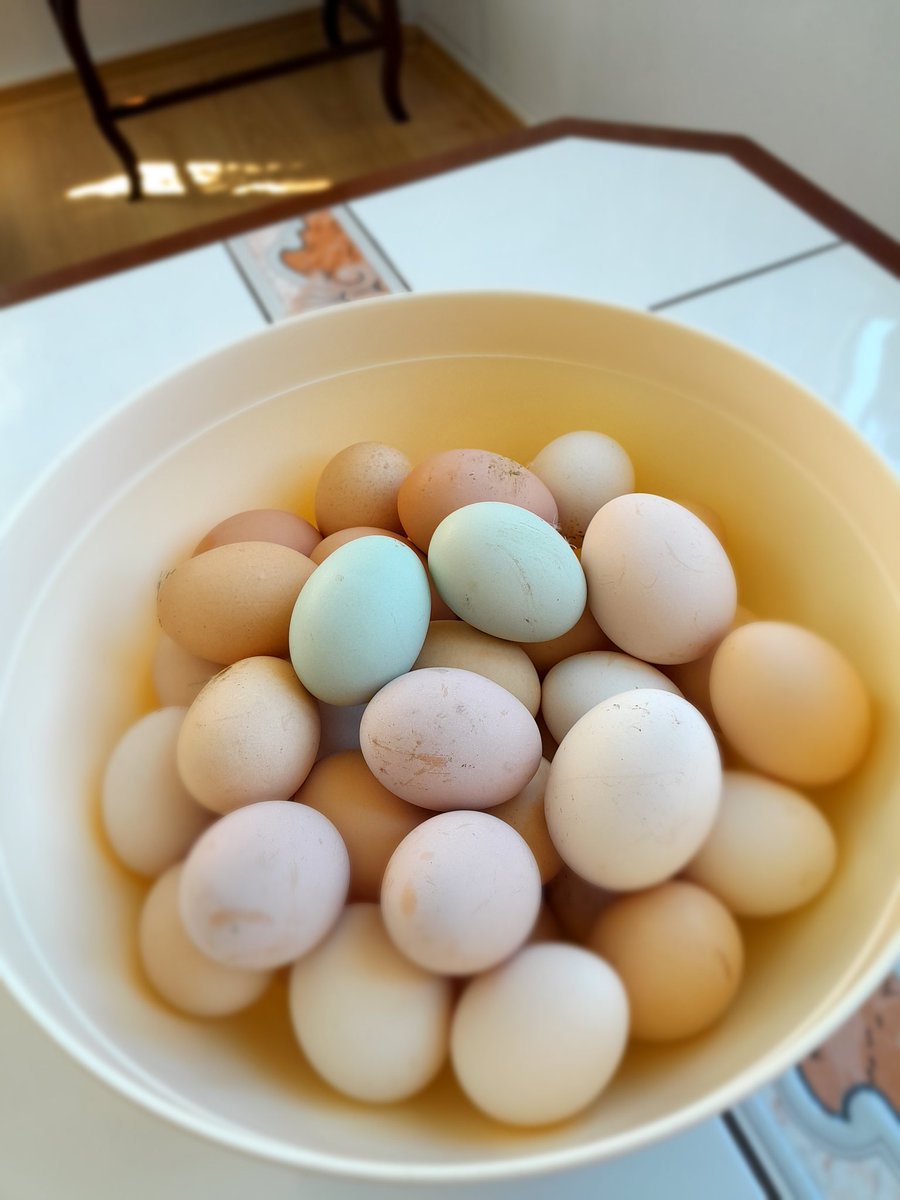 Köy yumurtasıyla kahvaltı hazırlıyom,acıkan gelsin😇😇😇
Yeşil olanlar şans yumurtası,hıdırellez için😅😅herkese bolluk bereker içinde hayat dilerim
#Hıdırellez