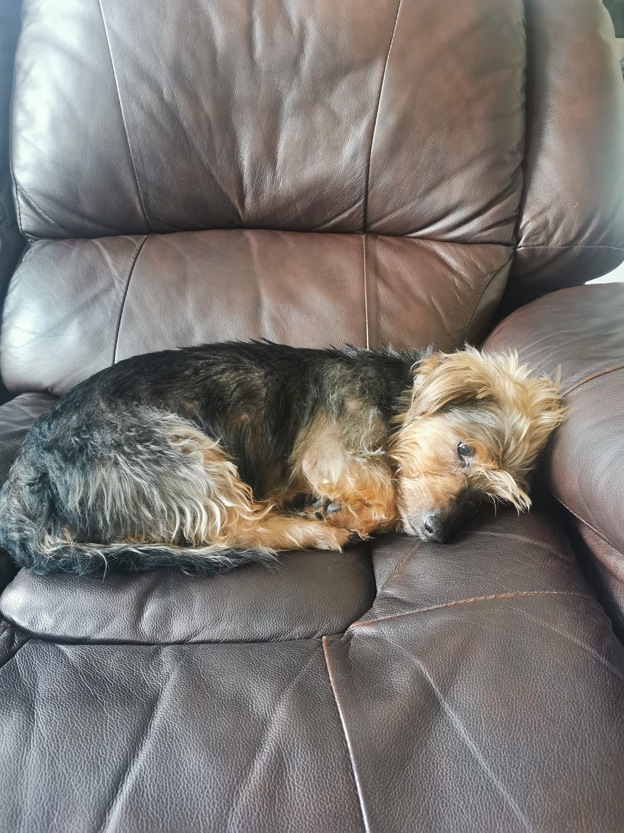 leanne_player's tweet photo. @HWFireControl small Yorkshire cross terrier rescued from Woodrow area of Redditch. Anyone know his owner?
Contact Bromsgrove Fire Station H&amp;W Fire control. https://t.co/IeBJw6OFnl