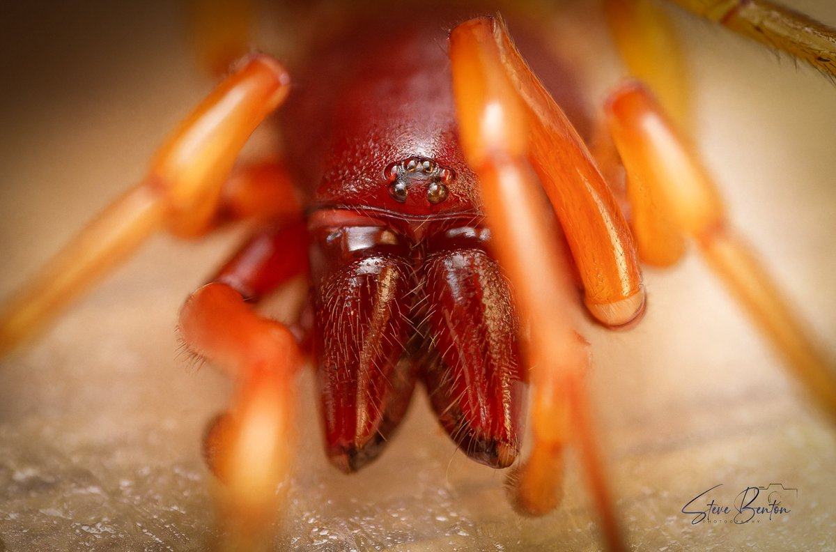 Macro mini beasts in the garden, the Woodlouse Spider, found in a plant pot, what a stunning arachnid close up !! #macrophotography #macro #garden_wildlife #spider