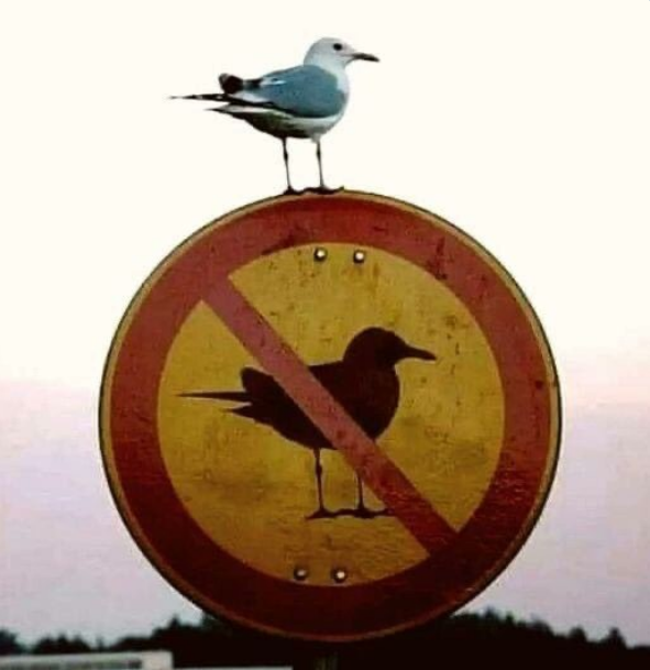 Pereloo tweet media