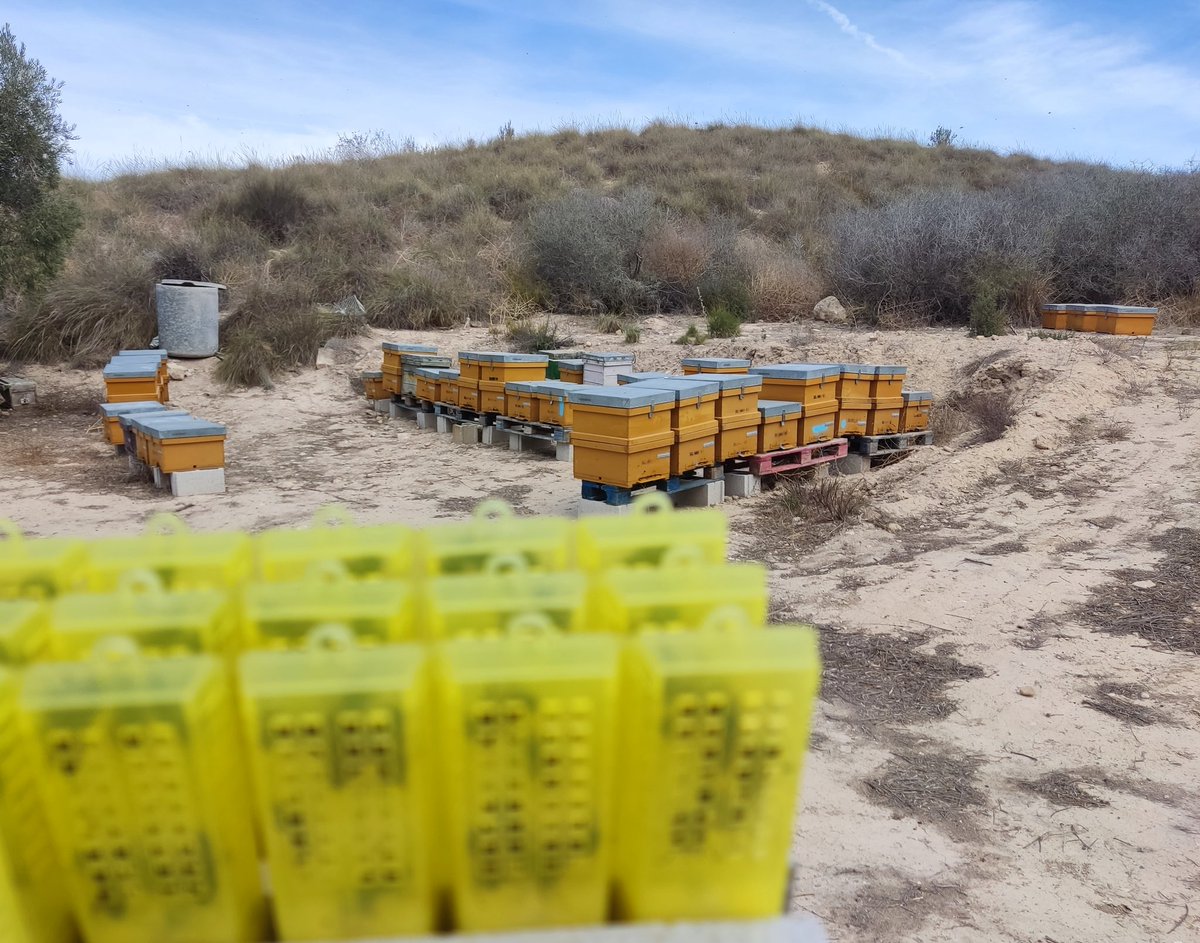innodeapi's tweet photo. Continúan las actividades en el GO @innodeapi con la fabricación industrial de los prototipos de microantenas📡, el ensamblando de microchips, y los ensayos para la optimización del sistema, tanto en laboratorio como en campo.🐝👑
#agro #Apicultura #innovation #agribusiness https://t.co/IJ8KljbfOl