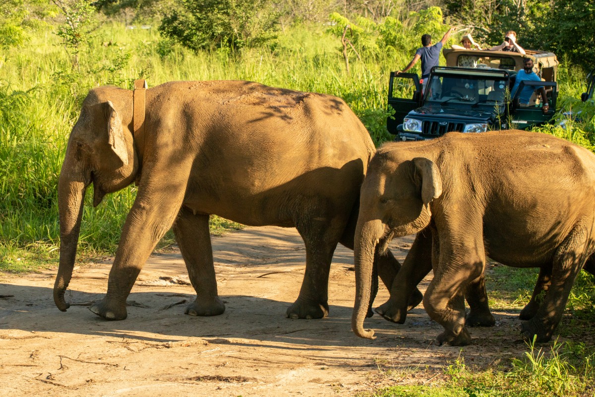Eco Park- Habarana Sri Lanka 🇱🇰

A small national park located in Habarana. You can see more than 30 elephants. You spend only 3 hours till sunset which is a wonderful experience. The rocky hills are very beautiful and the environment can be seen very beautifully from the top.