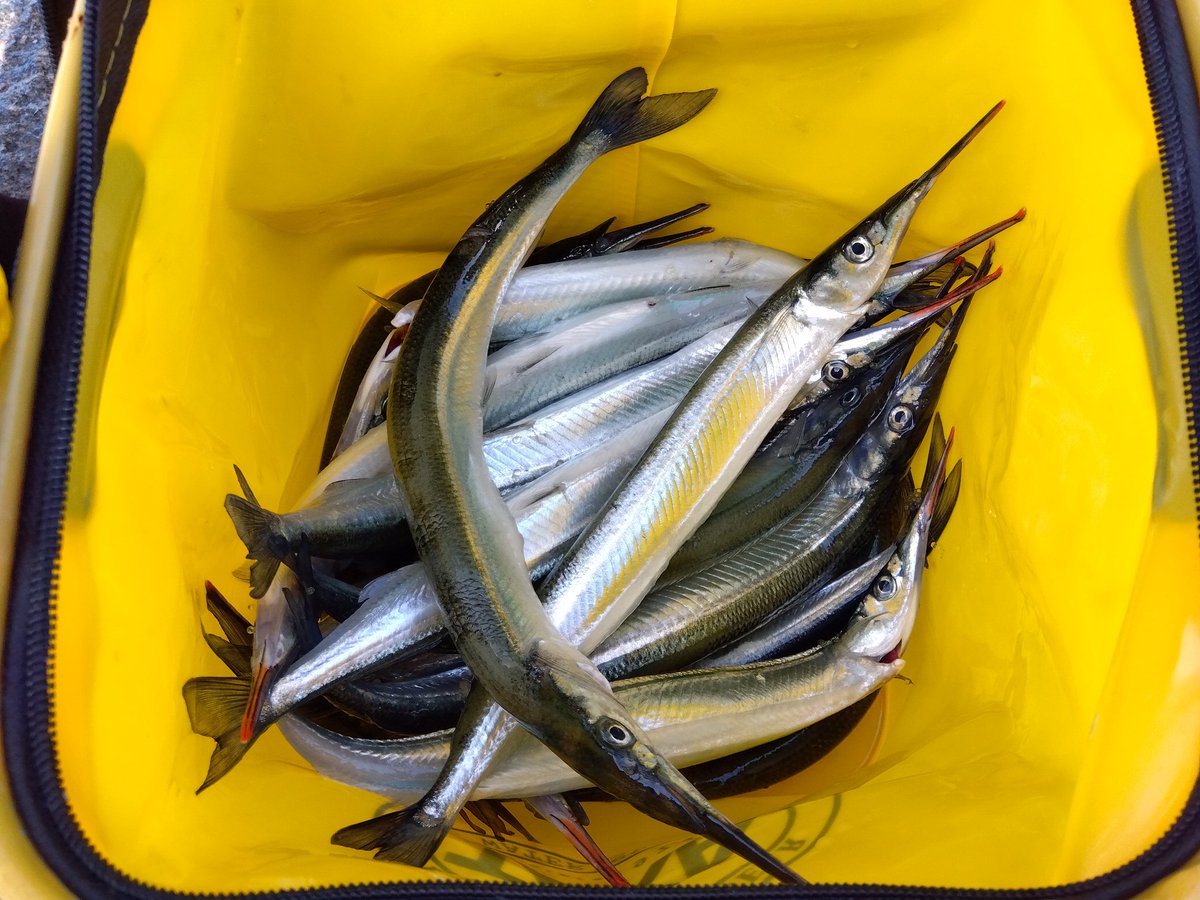 Turizukitattun's tweet photo. 今日の釣果！
横浜にて陸っぱり
アジは激渋で全く釣れず😵
アジ4匹😗
サヨリはまともに釣れたのが初めてですが爆釣して
サヨリ17匹🤣
風とか潮の影響モロあるんですね…
恐ろしい😱
あとはコノシロいっぱい😥
最悪なのが買ったばかりの磯竿がコノシロ上げた時に折れました…
ショック😭 https://t.co/RCNLkOWZKB