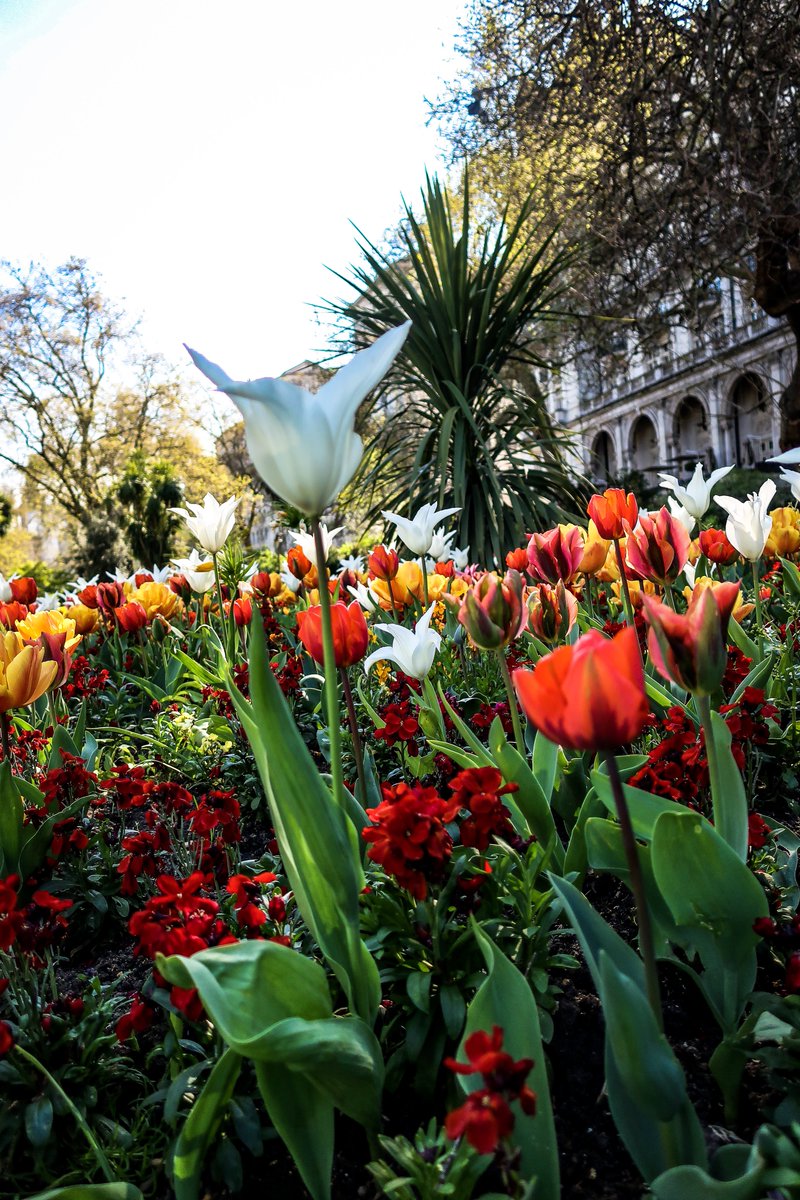 FelixFomengia's tweet photo. Spring has sprung in London, and White Hall Gardens is bursting with colour! 🌸🌼🌷 From vibrant tulips to delicate daffodils, the vibrant colours and fresh scents of spring are in full bloom. 🌺🌻🌹 #MyCheveningJourney #cheveningsma #IamChevening #ukstudy #flower #springuk #springinlondon #whitehallgardens