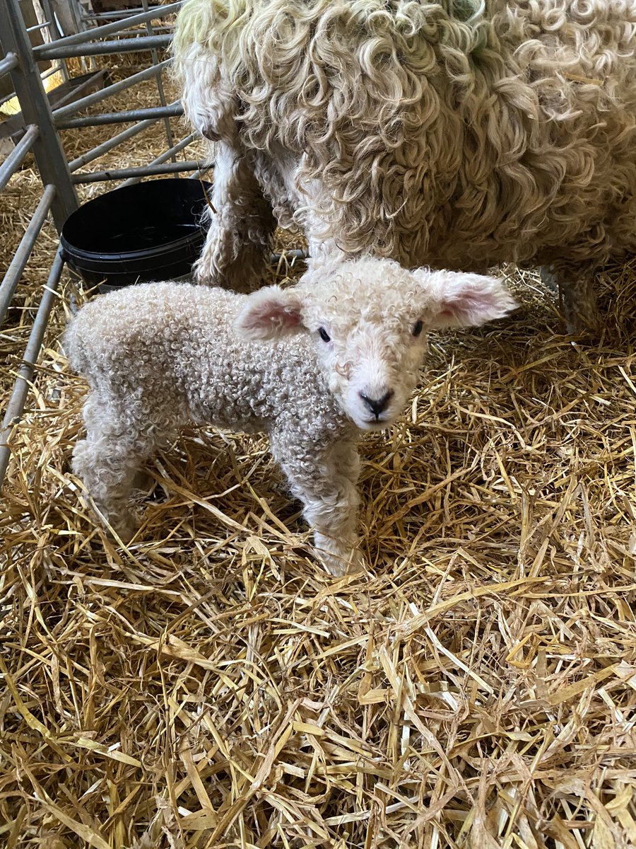 Turn this fella out on the next dry morning. She’s a bit smaller than the other Longwools but perfectly formed. 
Ah bless!
#lamspam 
#devonandcornwalllongwool