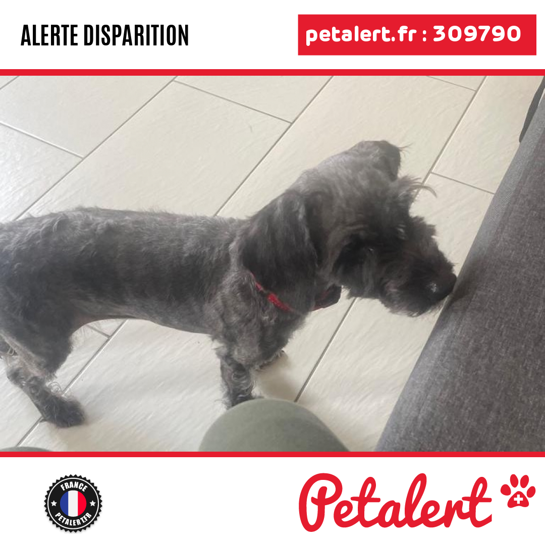 petalert_france's tweet photo. Disparu #Chien #SeineSaintDenis #RosnySousBois #Petalert  #PetAlert93 / https://t.co/zBMg7UozwN https://t.co/OZ11t3s4tM