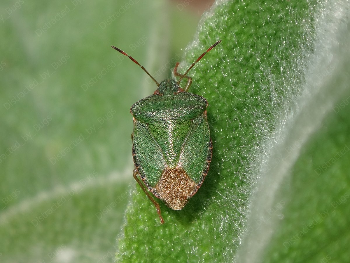 by_bugs's tweet photo. Life is short and rough for many little invertebrates. Some deal with it by being very active and trying to cram a lot in their days. Others, like this shield bug, prefer to find a nice sunny spot and relax.
#shieldbug #palomenaprasina #greenbug #spring #relax #wildlifephoto https://t.co/v7FKKxdVC1