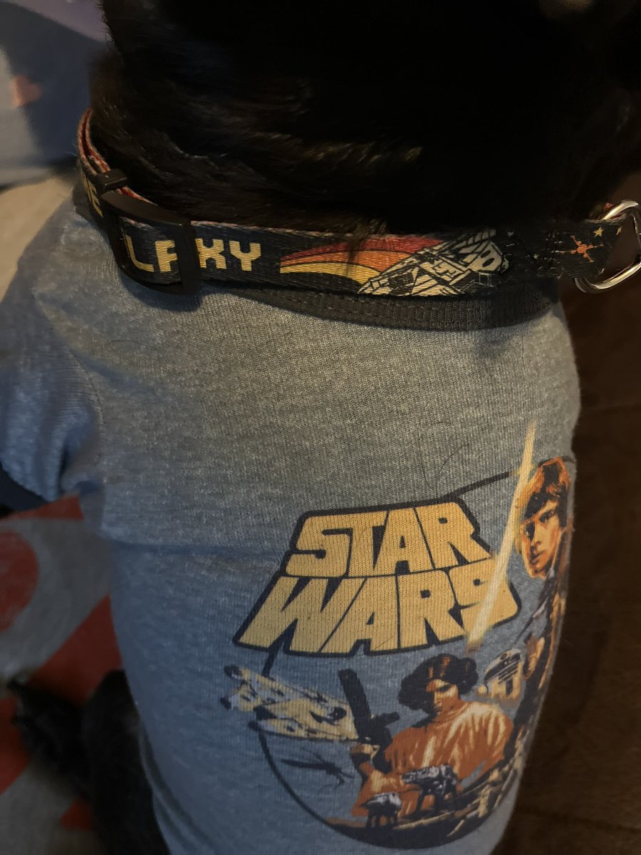 Luke_n_Chester's tweet photo. #MayThe4thBeWithYou 
Its a special day &amp; where I got my name: Luke, “The Best Dog in the Galaxy”

Got matching shirt &amp; collar, all ready to celebrate #StarWarsDay🍿🎥🐾

Even named myself! Hoomans did not know what to call me. 1 day she was talking about Luke…&amp; I answered her🖤 https://t.co/cyla6aLvbP
