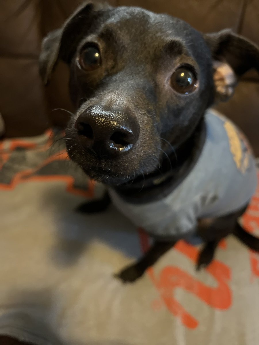 Luke_n_Chester's tweet photo. #MayThe4thBeWithYou 
Its a special day &amp; where I got my name: Luke, “The Best Dog in the Galaxy”

Got matching shirt &amp; collar, all ready to celebrate #StarWarsDay🍿🎥🐾

Even named myself! Hoomans did not know what to call me. 1 day she was talking about Luke…&amp; I answered her🖤 https://t.co/cyla6aLvbP