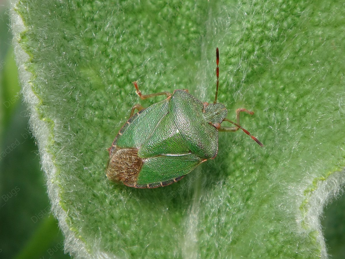 by_bugs's tweet photo. Life is short and rough for many little invertebrates. Some deal with it by being very active and trying to cram a lot in their days. Others, like this shield bug, prefer to find a nice sunny spot and relax.
#shieldbug #palomenaprasina #greenbug #spring #relax #wildlifephoto https://t.co/v7FKKxdVC1
