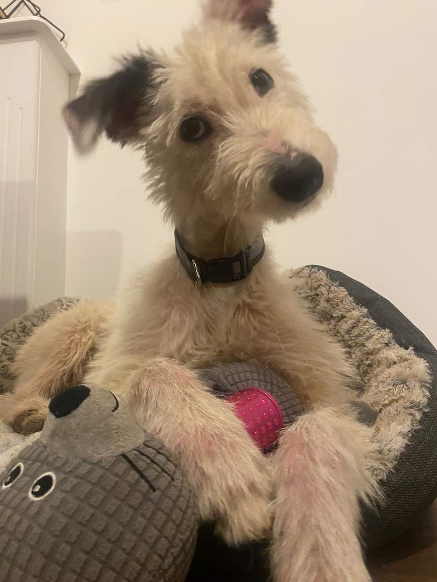 Dogs Angels Ireland tweet media