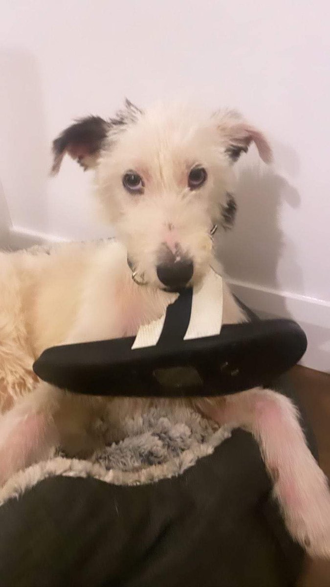 Dogs Angels Ireland tweet media