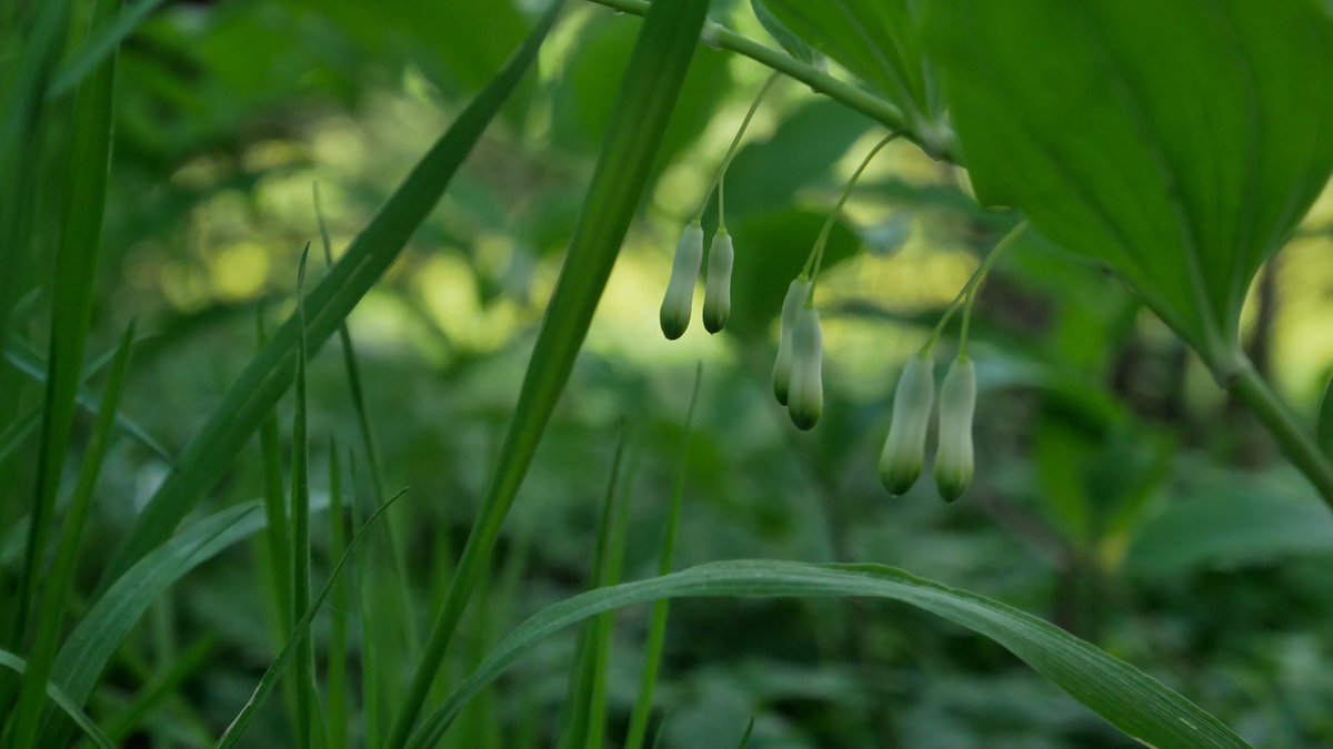 CChamaeleon's tweet photo. Récolte photographique de ce matin 🌿

Ces petites beautés sont des sceaux-de-Salomon (paraît-il) https://t.co/fmn5UKX6bj