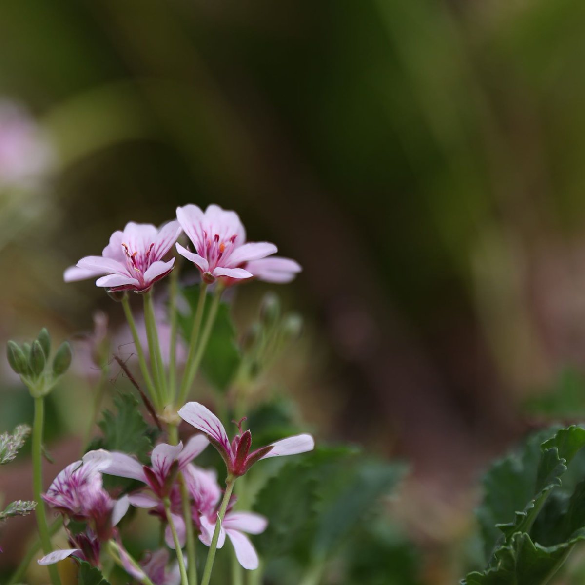 SeedPartnership's tweet photo. Thanks to @Woolworths for supporting the #RareBloomProject for a 3rd year! 👏 In 23' funding will help the @ANBG to conserve the endangered Omeo Storksbill (Pelargonium sp. Striatellum) through seed banking, germination trials and plantings🔬🌱#BotanicByAirwick @WWF_Australia. https://t.co/rjw8TwiP5k