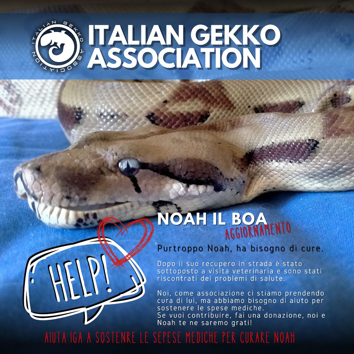 Per aiutarci a curare Noah, puoi donare nei seguenti modi:
PayPal: paypal.com/IT/fundraiser/…
Bonifico intestato a Italian Gekko Association, IBAN: IT51A0200866411000102777788