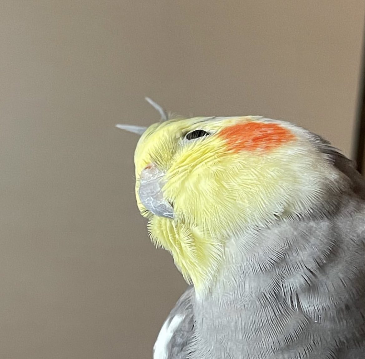 ptenpotety's tweet photo. ツノ生えた
 #全日本小首をかしげた鳥選手権  #オカメインコ  #ぽてち♂   #cockatiel https://t.co/VVRO5bhbUT