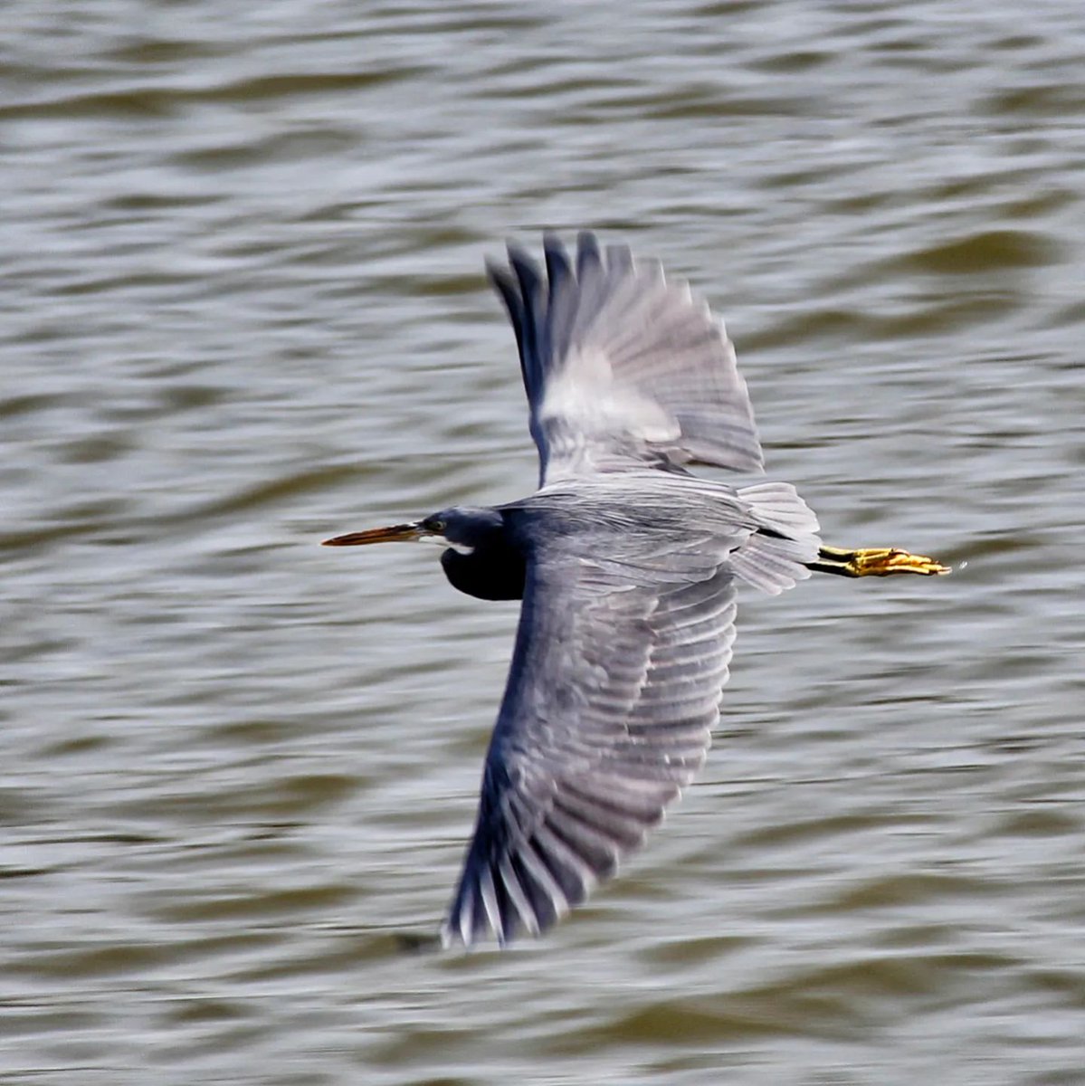 indianrange's tweet photo. The Western Reef-Heron (Egretta gularis), also called Western Reef-Egret, flying near a stunning beach in South Goa.

#Birding #BirdWatching #BirdPhotography 
#WildLifeIndia #WildLifePhotography 
#IndiAves #Nature #WildLife 
#BirdsofTwitter #TwitterNatureCommunity 
#Goa #India https://t.co/0ZkN9M3Z0F