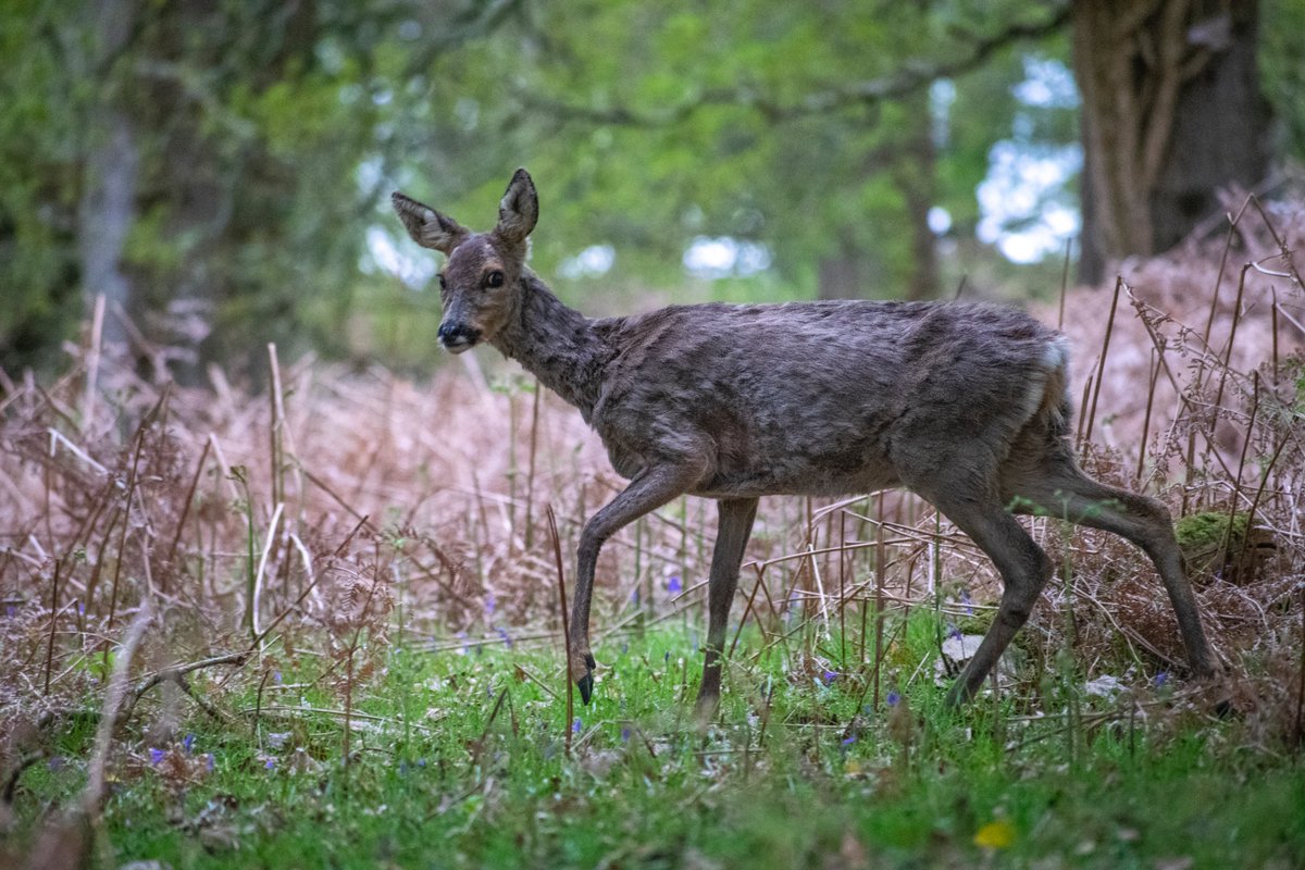Forest Tracker 🇺🇦 tweet media