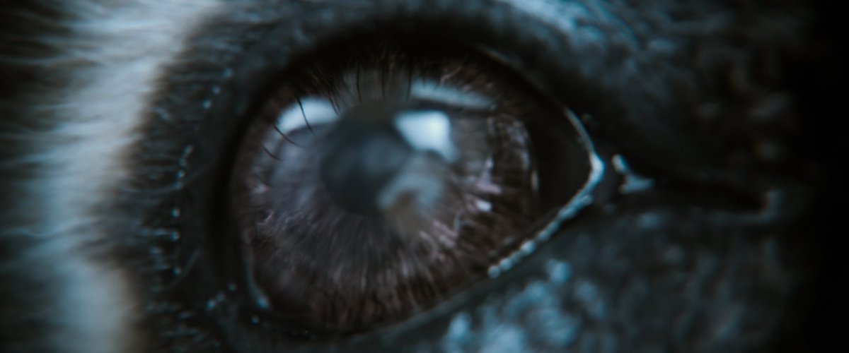 trinidaddylmao's tweet photo. honestly and lemme say this before anything but this is MY OPINION..but i genuinely believe Guardians of the Galaxy Vol 3 is the best MCU project we have EVER gotten https://t.co/iyLuuJjzlw