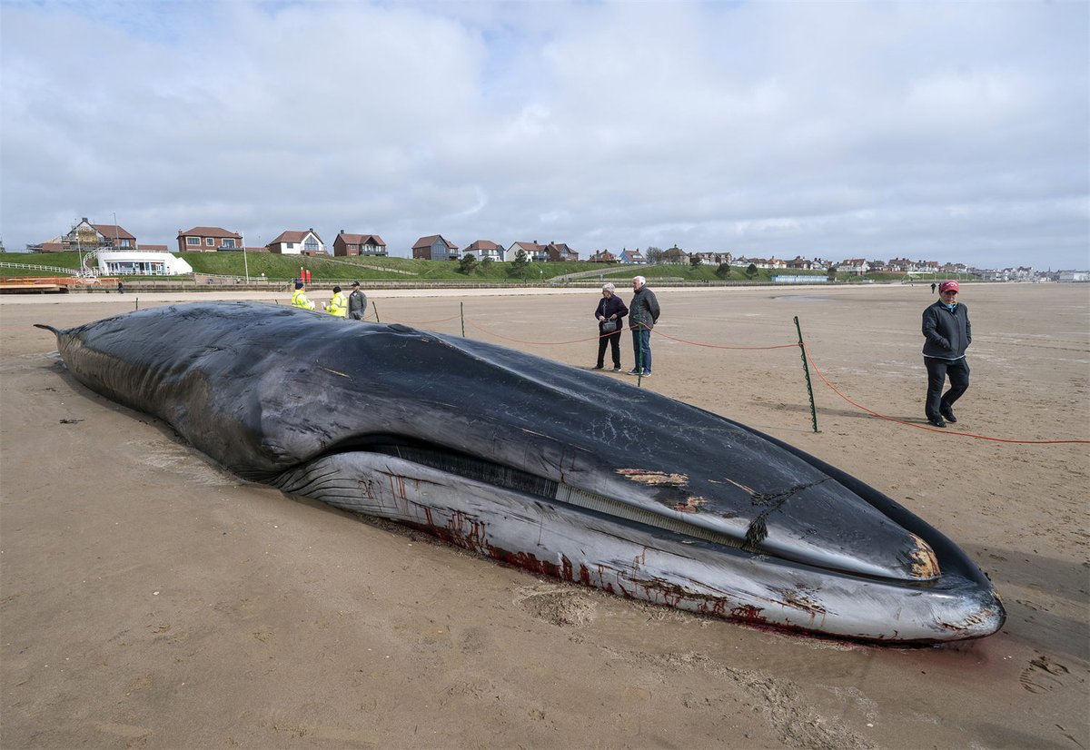 PuebloEnLnea's tweet photo. El cadáver de un #rorcual común (Balaenoptera physalus) de 17 m yace en la playa de Bridlington, en #Inglaterra. Los trabajadores enviados esperan poder sacar al mamífero varado en la popular playa turística sin tener que cortarlo. https://t.co/5EuFcaTQBv