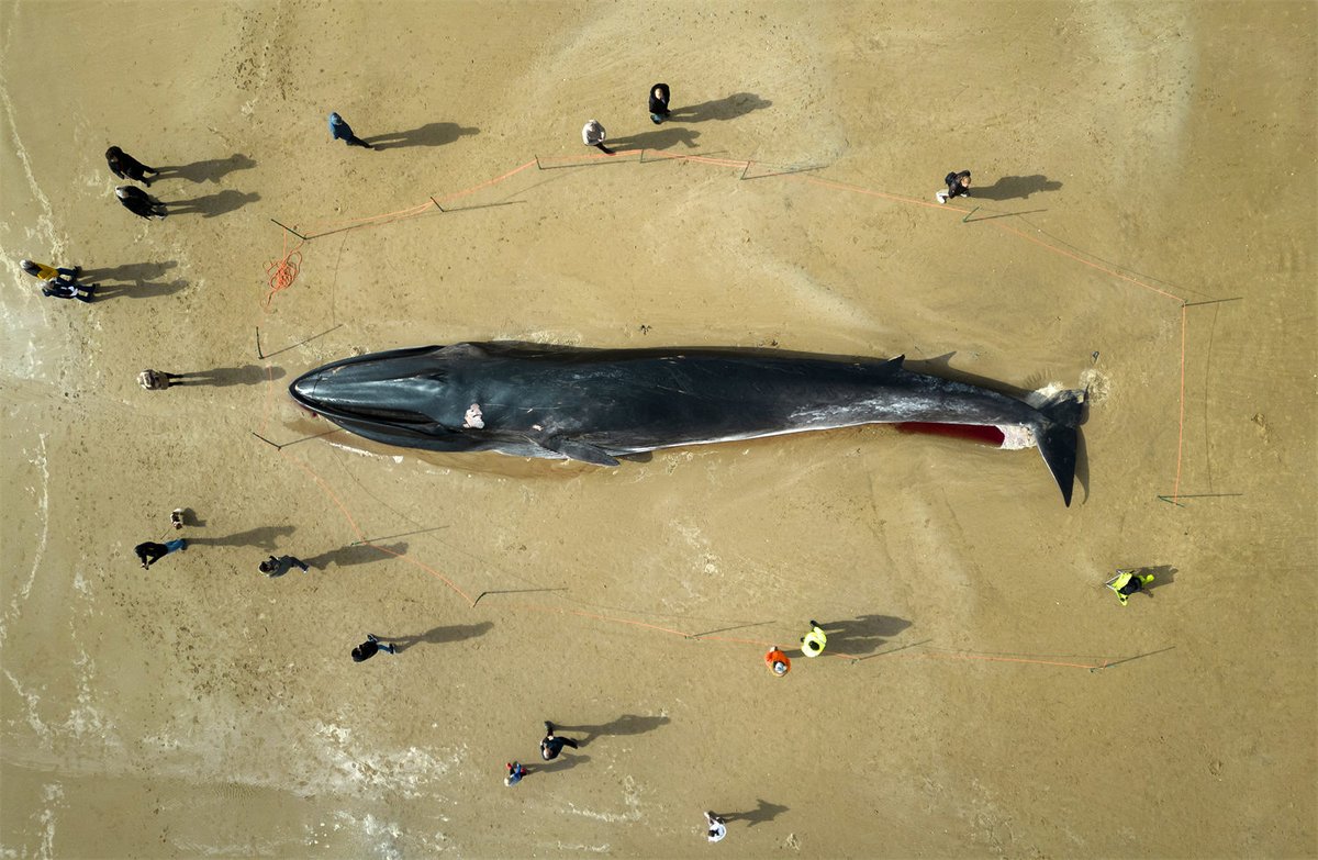 PuebloEnLnea's tweet photo. El cadáver de un #rorcual común (Balaenoptera physalus) de 17 m yace en la playa de Bridlington, en #Inglaterra. Los trabajadores enviados esperan poder sacar al mamífero varado en la popular playa turística sin tener que cortarlo. https://t.co/5EuFcaTQBv