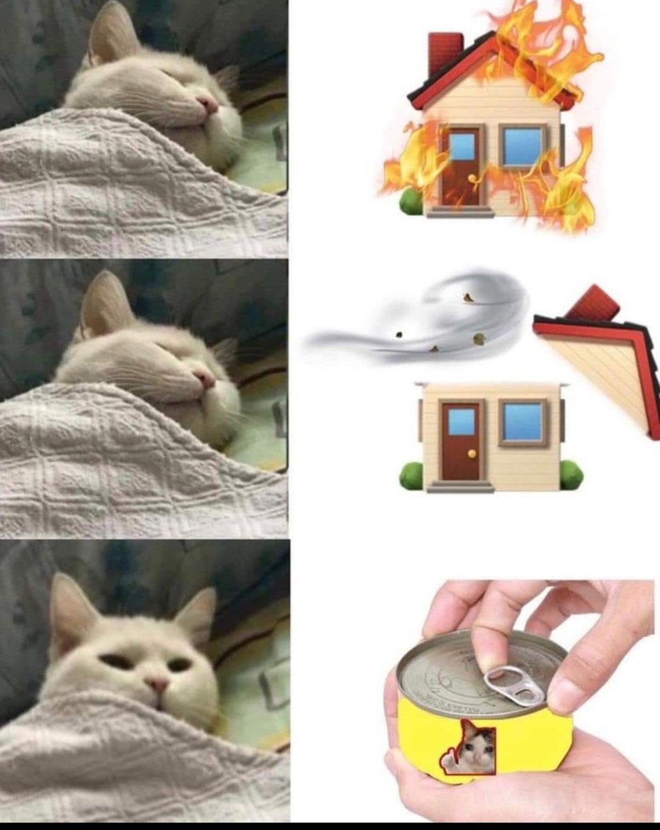Tokyo2020cat's tweet photo. Lol 🤣🤣🤣 every time! 
#CatsOfTwitter https://t.co/dA9y1tzigo