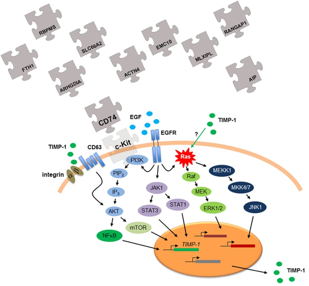 MolOncology's tweet photo. The invariant chain CD74 protein is a cell surface binding partner of TIMP-1 in breast cancer cells
🔗https://t.co/j8gEBfAQ2r
#TIMP1 #BCSM #ExtracellularMatrix
#MatrixMetalloproteinases https://t.co/xmn3UxuqMY