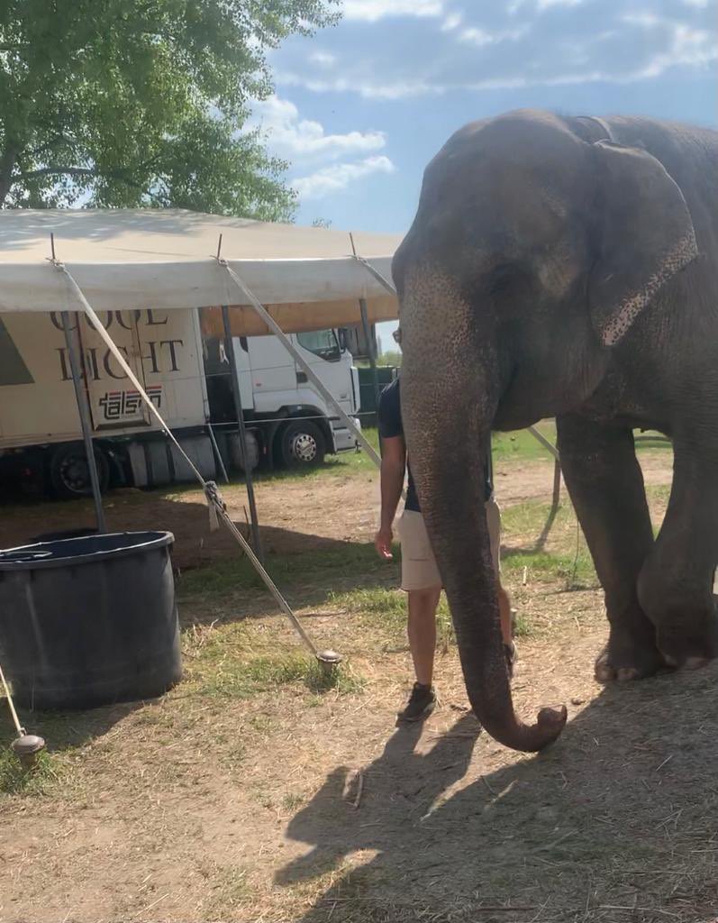 freemarababy's tweet image. Two Asian elephants still being held in captivity and performing rides at a traveling roadside zoo in Slovakia. We started a campaign to bring awarenes about the suffering of these highly inteligent and emotional animals and help them get retired in a sanctuary.