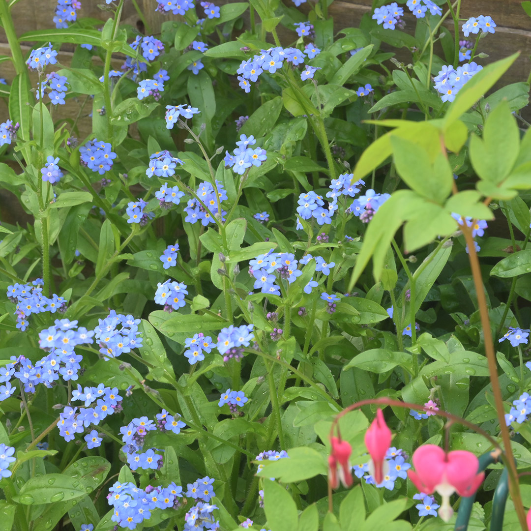 BeeGoodUK's tweet image. Thought for the day…
Without Springtime rain, we wouldn't get this…
And nor would the pollinators.

#springtime #beegood