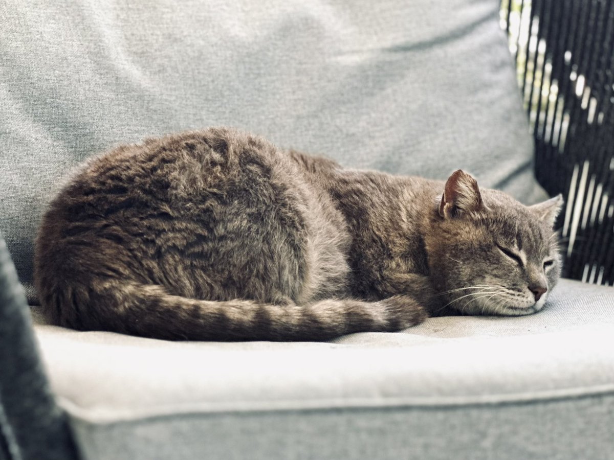 soldni's tweet image. workshops day: cats of #EACL2023 edition