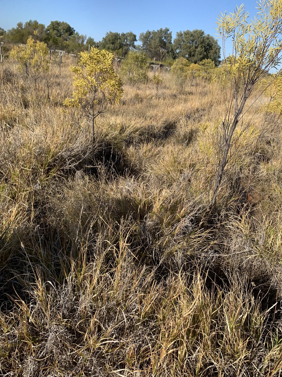 pettitt_phil's tweet photo. Uncle Shane took us to Enngonia- shame the farm isnβt looking great quandongs still hanging in hopefully community can get back behind it! #backobourke #beyondtheblackstump #enngonia https://t.co/w7tZg1mheB