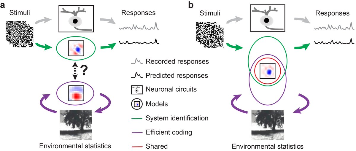 Can we improve neural prediction by incorporating efficient coding principles? Our study says yes! doi.org/10.1371/journa…. Many many great thanks to @klindt_david  Klaudia Szatko @gonschorek_d    @LaraHoefling   Timm Schubert @visioncircuits   @bethgelab    @teulerlab .