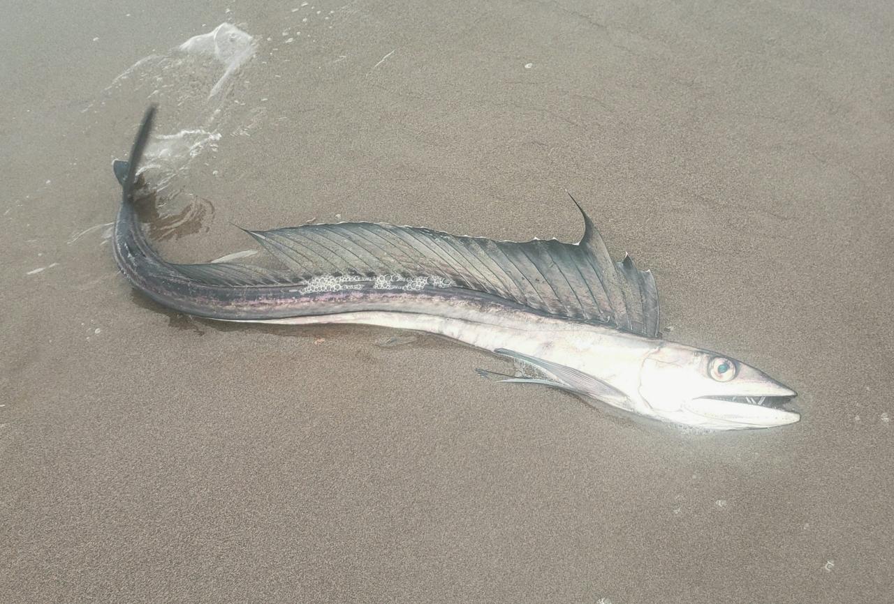 KELOLAND News on X: Serpent-like deep-sea fish with protruding fangs, bulging  eyes and scaleless, slithery bodies are washing up along Oregon beaches —  and biologists aren't sure why.    / X