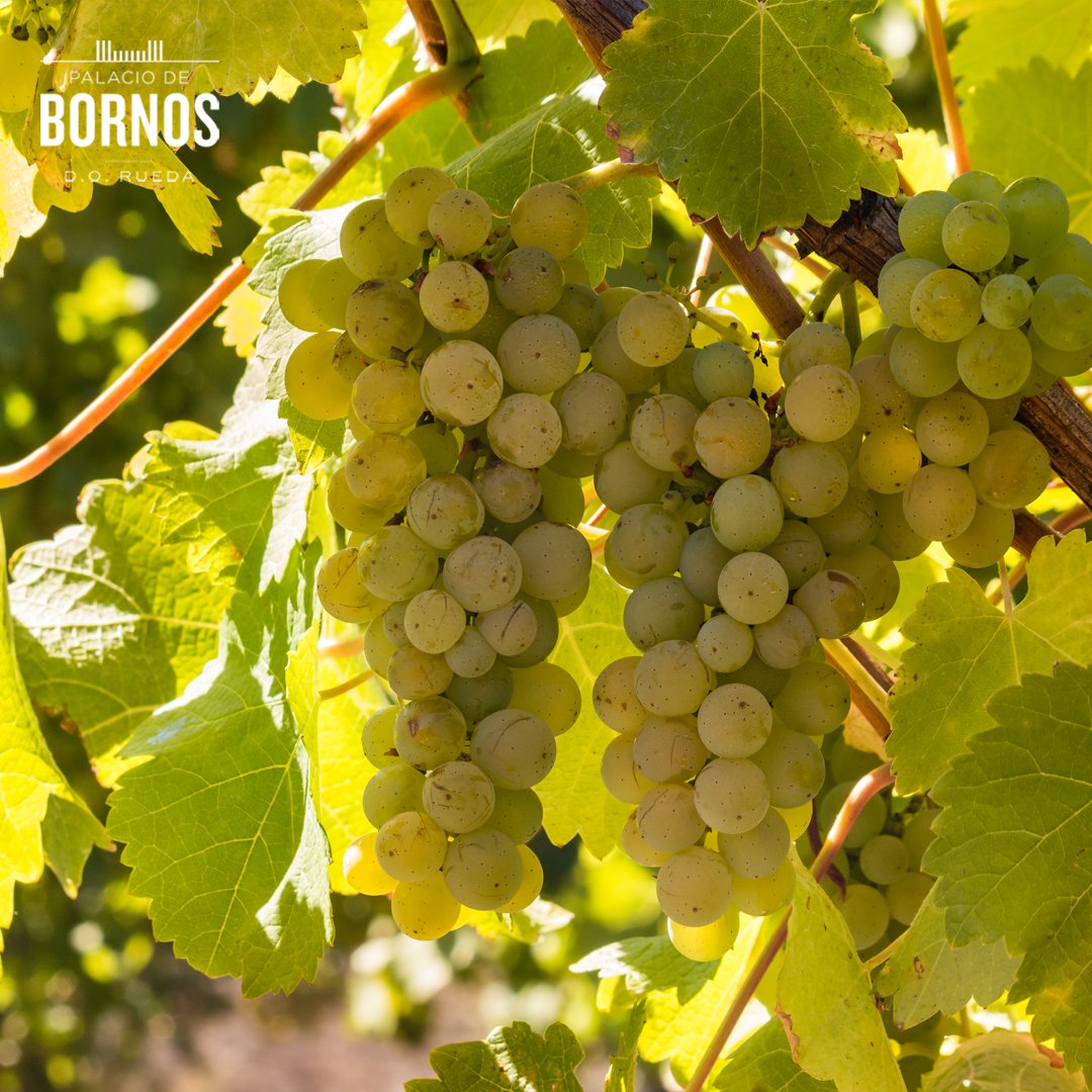 Hoy es el Día Mundial de la uva 🍇 Sauvignon Blanc. Festeja con nuestro Palacio de Bornos y disfruta de un vino con aromas varietales intensos, con notas de fruta tropical y flores. Fresco, sabroso y bien equilibrado. @dorueda