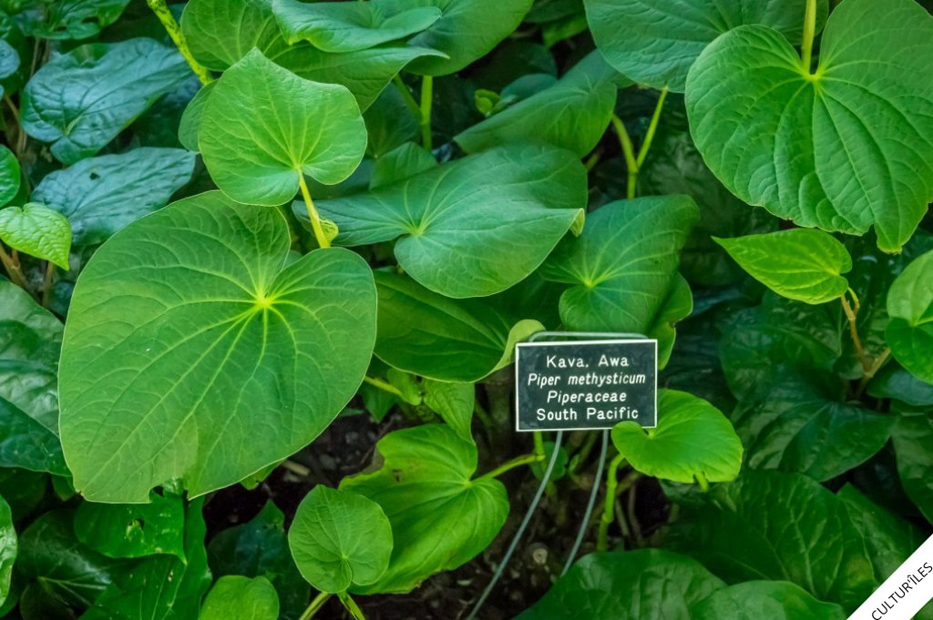 culturiles's tweet photo. #WallisEtFutuna #Pacifique 
"Le Kava : La boisson sacrée de l'île, symbole de partage et de traditions" 
Une boisson traditionnelle préparée à partir des racines de la plante Piper methysticum. Utilisée lors des grandes cérémonies   elle a un goût amer 
https://t.co/viWK8qMjpa https://t.co/iXBA3bzNqa