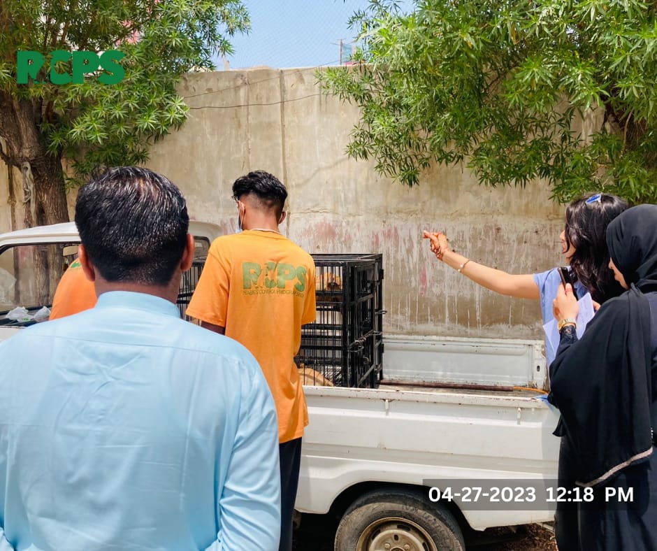 RCPSindh's tweet photo. The officials from the #Rabiescontrolprogramsindh #RCPS conducted a monitoring visit to all three centers in #Karachi, Sindh. The dedicated field staff received great appreciation for their tireless work in protecting our community from rabies. #EliminateRabies #SaveOurStrays https://t.co/JsPjfMz3D4