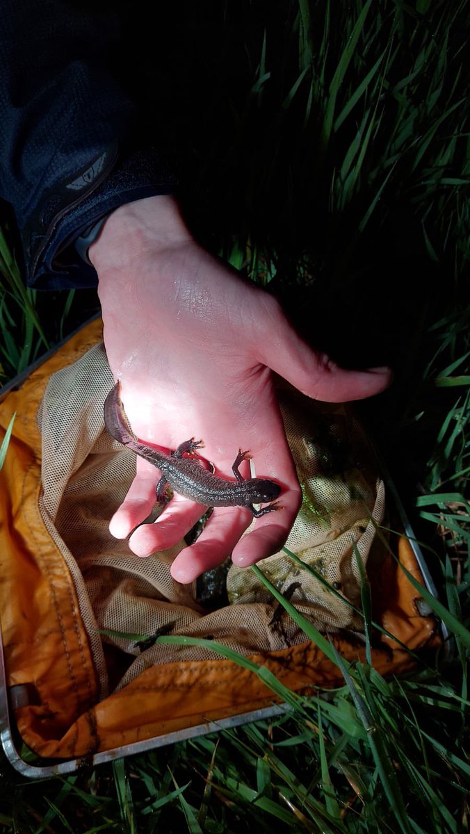 After monitoring the same pond for 3 years and getting no positive results, this was a good surprise last night. Single female great crested newt found in the net! #ecology